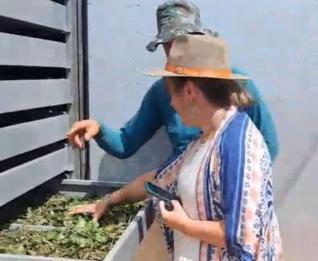 A representante do MDA, Leila Klenk e o produtor de guaco, Alcione Bender: “um processo lindo de se ver”, disse ela